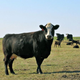 Illustration for article titled Study: Red Meat Takes Years Off Of Cows Life